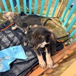 Villa Alemana habilita red de hogares temporales para proteger a animales durante el sistema frontal